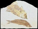 Bargain, Knightia Fossil Fish - Wyoming #60480-1